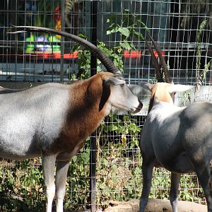 Scimitar-Horned Oryx
