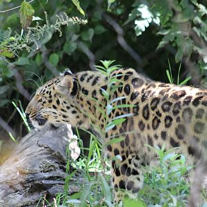 Amur Leopard