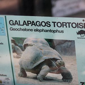 Galapagos Giant Tortoise Signage