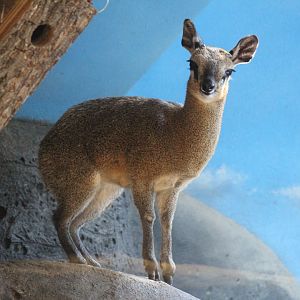 Klipspringer