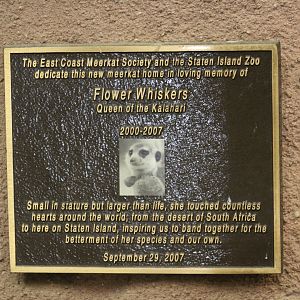 Meerkat Plaque