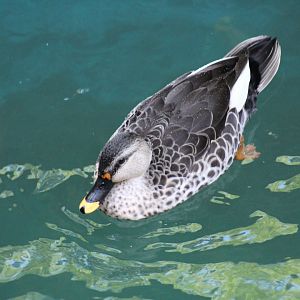 Indian Spot-Billed Duck