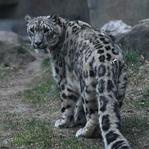 Buck, new male snow leopard