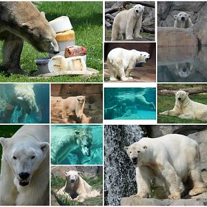 My tribute to Aussie - RIP buddy