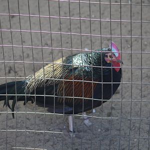 Green Junglefowl