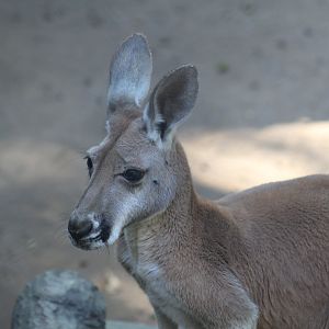 Red Kangaroo