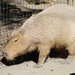 Capybara