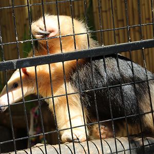 Southern Tamandua