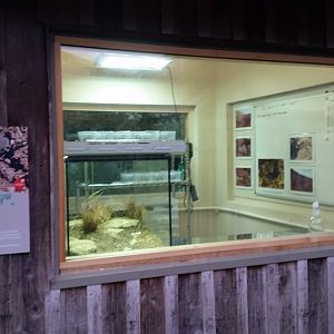 Main view of wolf spider rearing room