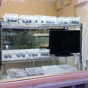 Housing for Desertas wolf spiders