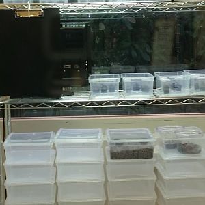 Housing for Desertas wolf spiders