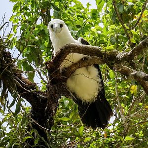 Abbott's Booby juvenile