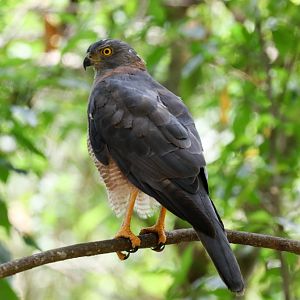 Christmas Island Goshawk