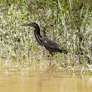 Striated Heron