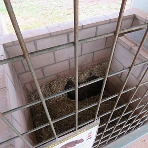 Wombat Den Viewing