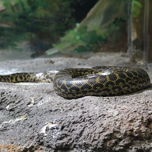 Yellow Anaconda