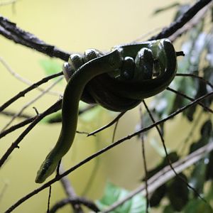 Red-Tailed Green Ratsnake