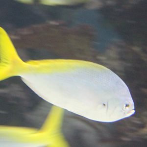 Red-bellied yellowtail fusilier - Caesio cuning