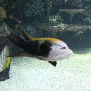 Sling-jaw wrasse - Epibulus insidiator