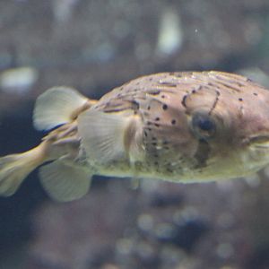 Long-spined porcupinefish - Diodon holocanthus
