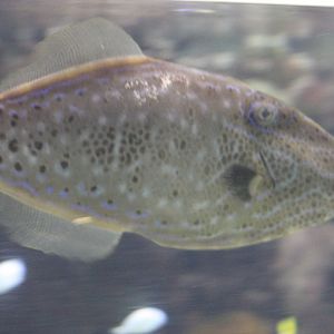 Scribbled leatherjacket filefish - Aluterus scriptus