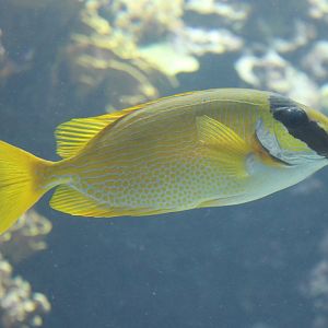 Masked rabbitfish - Siganus puelius