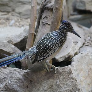 Greater Roadrunner