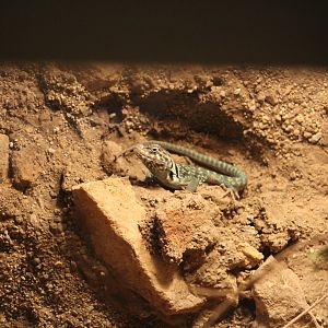 Crotaphytus bicinctores?