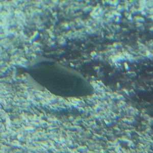 Sufflamen albicaudattum