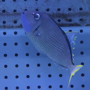 Blue-throated triggerfish - Xanthichthys auromarginatus