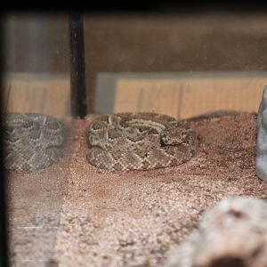 Rattlesnake ID?