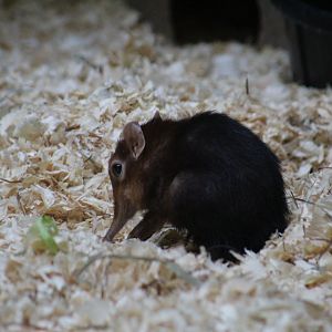 Black-and-Rufous Elephant-Shrew