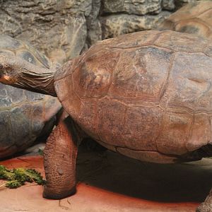 Santa Cruz Giant Tortoise
