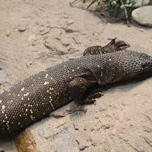 Beaded Lizard