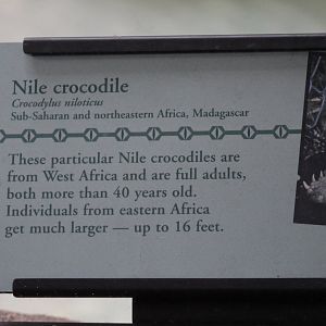Nile (Desert) Crocodile Signage