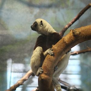 Coquerel's Sifaka