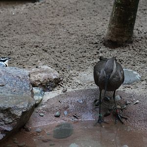 Egyptian Plover vs Hamerkop