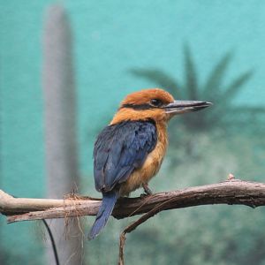 Guam Kingfisher