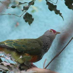 Mariana Fruit-Dove