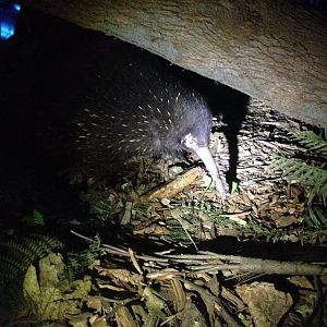 Eastern Long-beaked Echidna (Zaglossus bartoni)