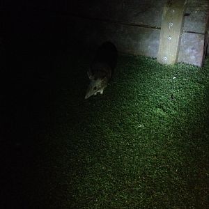 Long-nosed Bandicoot (Perameles nasuta)