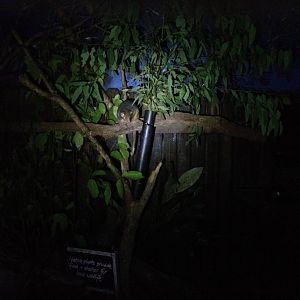 Common Ringtail Possum (Pseudocheirus peregrinus)