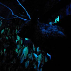 Common Brushtail Possum (Trichosurus vulpecula)