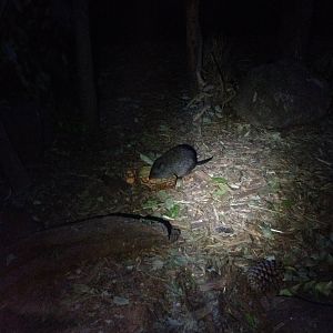 Long-nosed Potoroo (Potorous tridactylus)