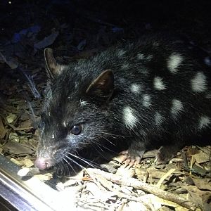 Eastern Quoll (Dasyurus viverrinus)