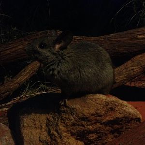 Greater Stick-nest Rat (Leporillus conditor)