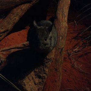 Greater Stick-nest Rat (Leporillus conditor)