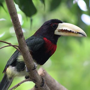 Ivory-Billed Aracari