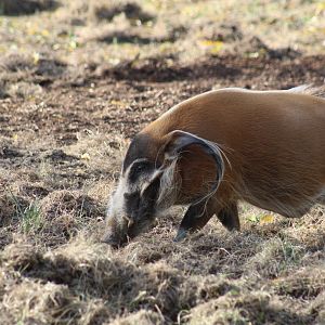 Red River Hog