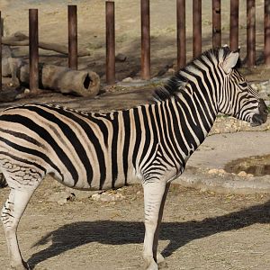 Burchell's Zebra